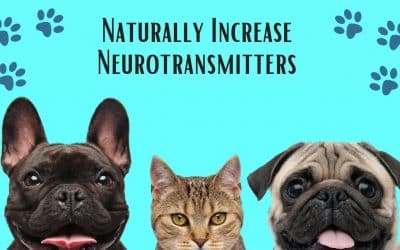 Naturally Increase Neurotransmitters: PACER Integrative Behavioral Health